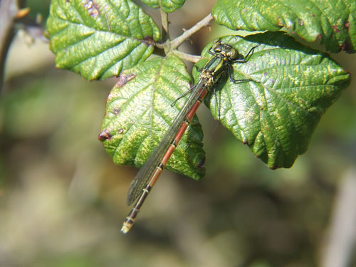 Second Large Red of 2007