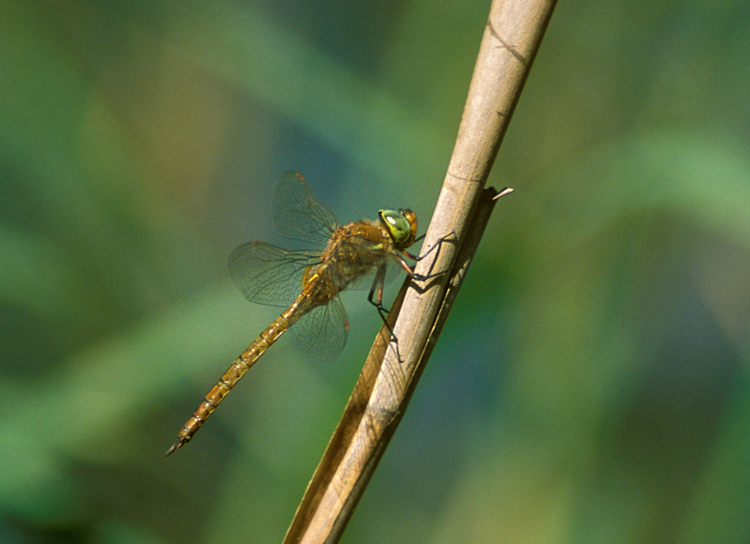 Green-eyed Hawker - Paxton Pits 2017