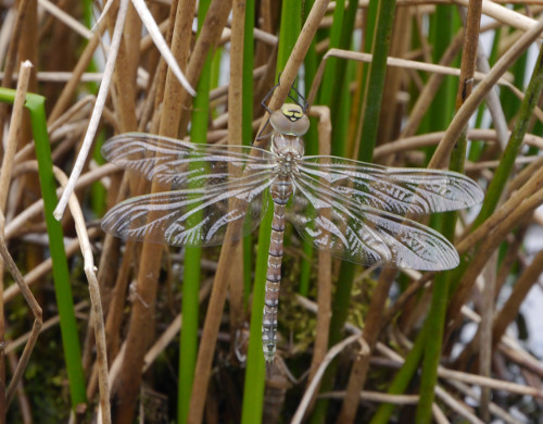 Common
              Hawker at Connock chase 2014