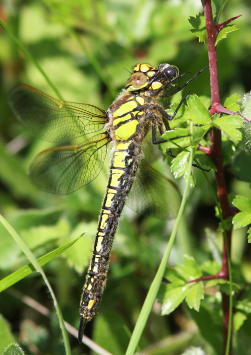 Brachytron pratense