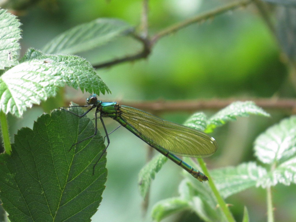 Paul Casey- Banded Demoiselle 4/4/2017