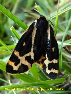 Wood Tiger
                Moth