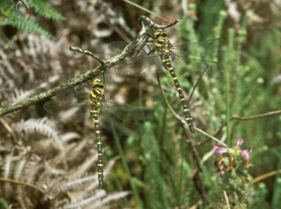 Catherton Common Gold-ringed Dragonflies