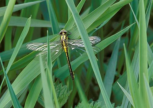 Club-tailed Dragonfly 2009