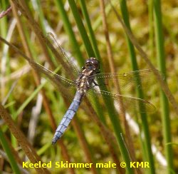 Keeled Skimmer