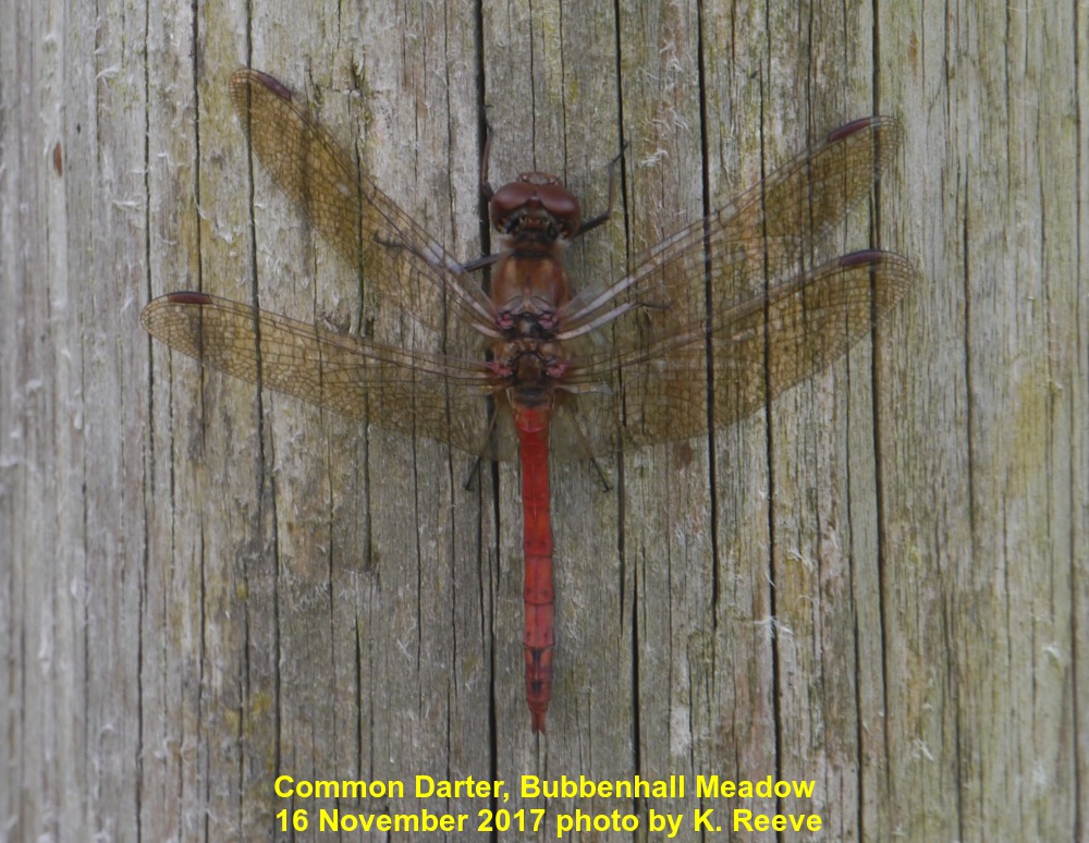 Common Darter 17 November 2017