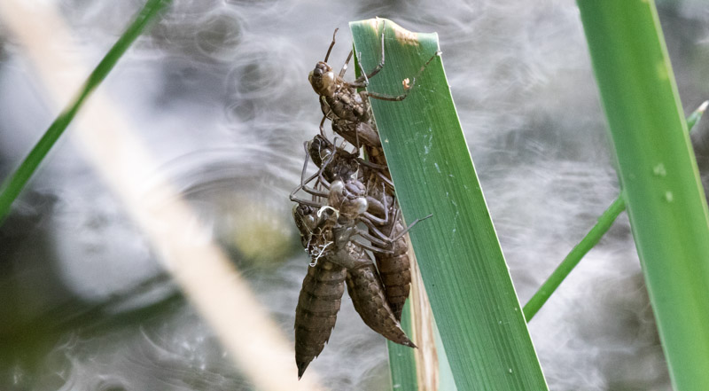 Southern Hawker exuvia Bubbenhall Meadow 17 July 2017