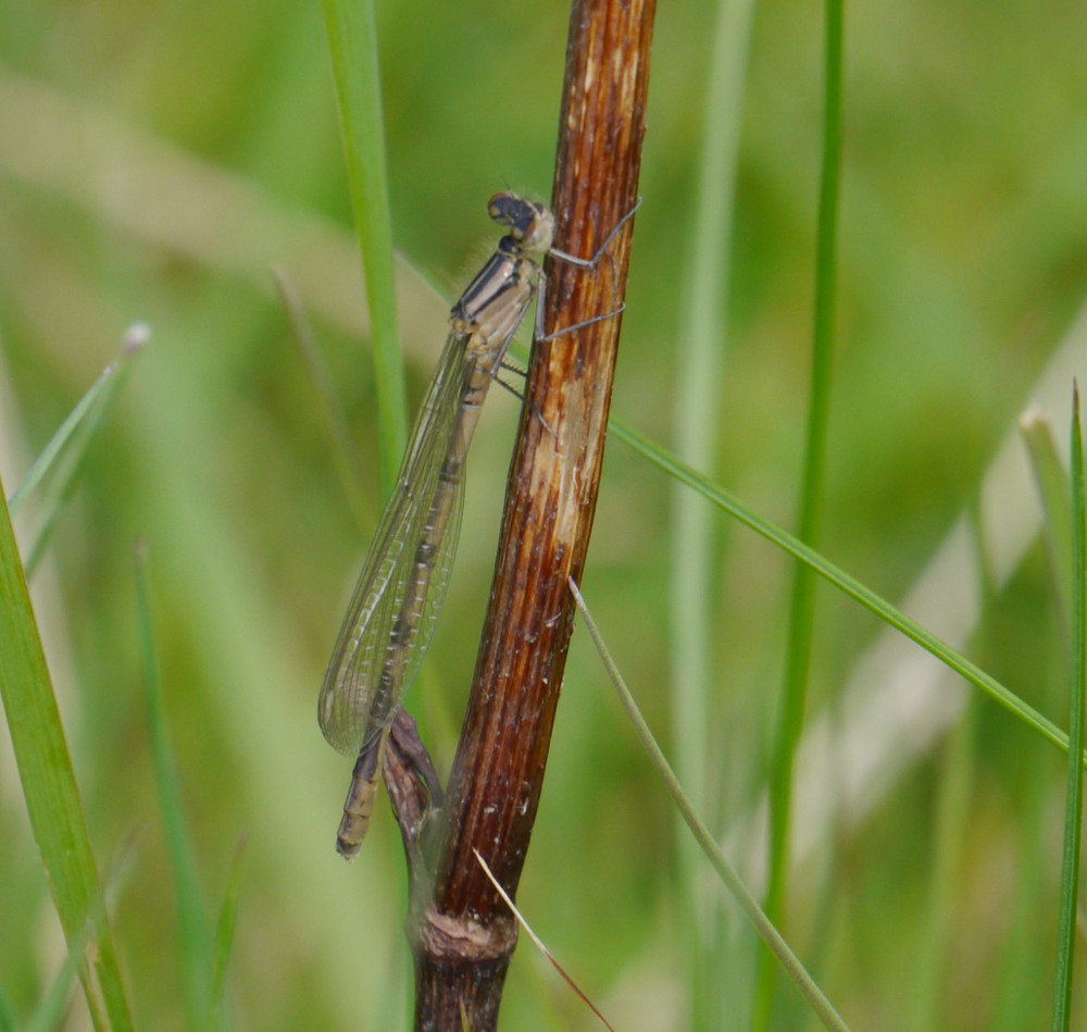 Common Blue Damselfly 22/4/20017