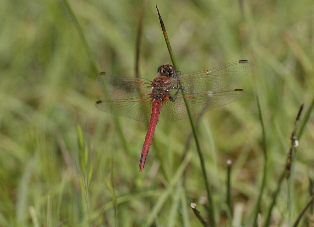 Red-veined Darter at Marsh Lane 1/6/17