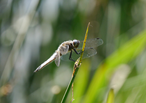 Male Scarce Chaser 2014