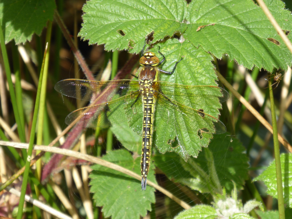 Female Hairy Dragonfly at Ryton Wood 21 May 2017