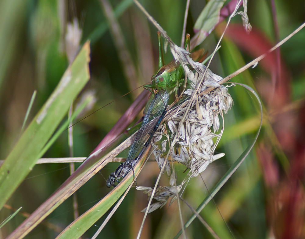 Long-winged Conehead eating a dead Common Blue Damselfy