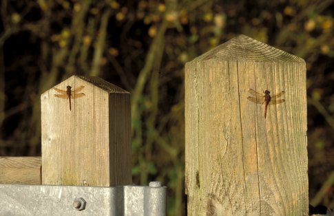 November dragonflies