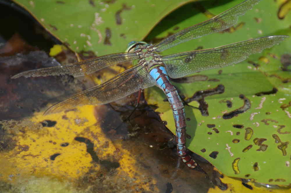 Lesser Emperor at Sutton Park 5/7/2018