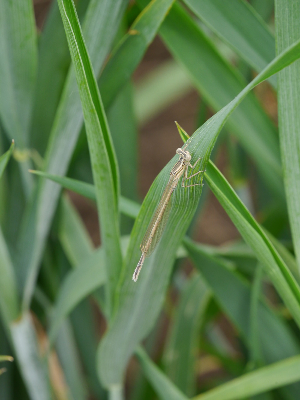 White-legged at Marlcliff 22 May 2017