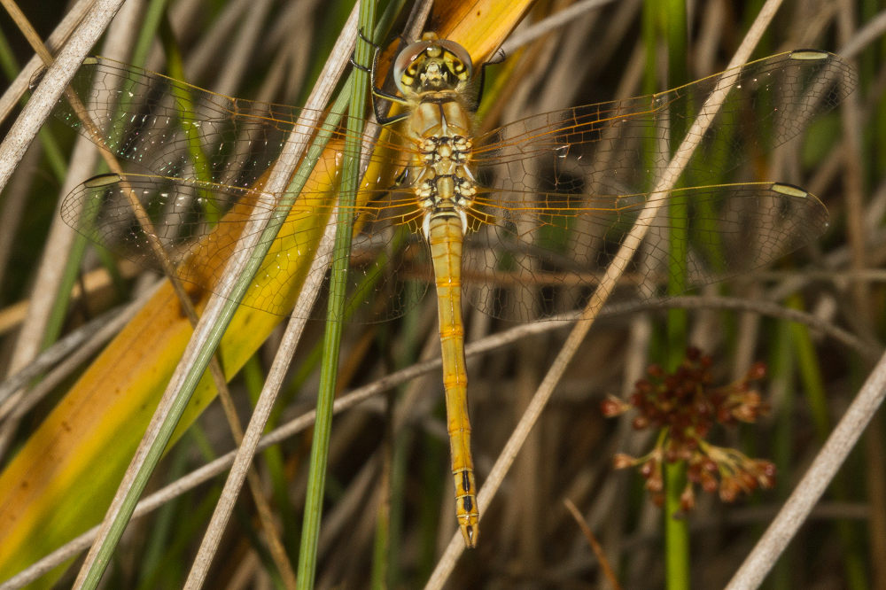 Red-veined Darter Marsh Lane 15 August 2017