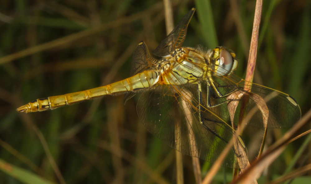 Red-veined Darter