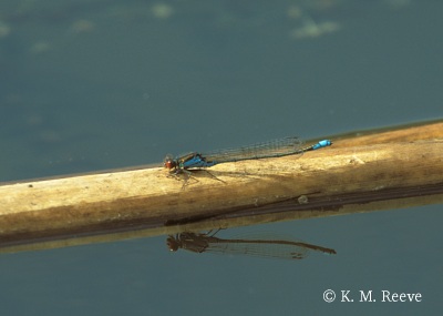 Small Red Eye