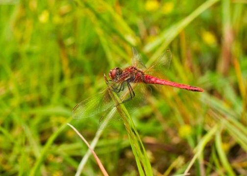 Sympetrum fonscolombii