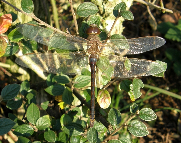 Posed Vagrant Emperor