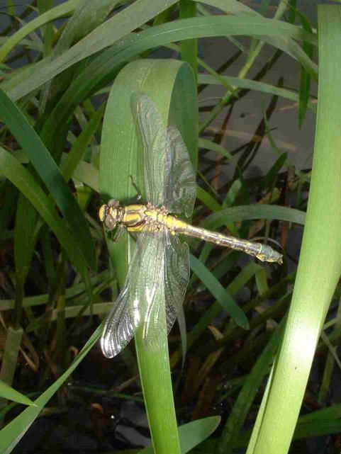 Club-tailed dragonfly, male 15/5/2004