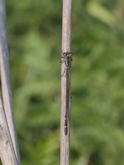 Common blue Damselfly - female