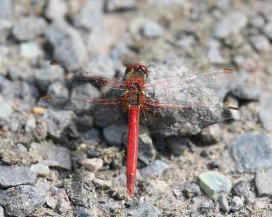 Red-veined Darter