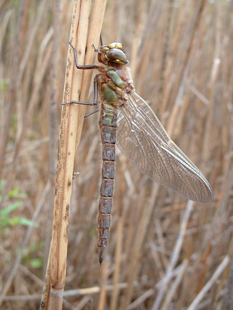 Hairy dragonfly, female 11/5/2004