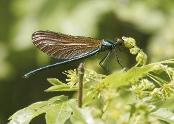 Male Beautiful Demoiselle