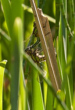 Paired Hairy Dragonfly