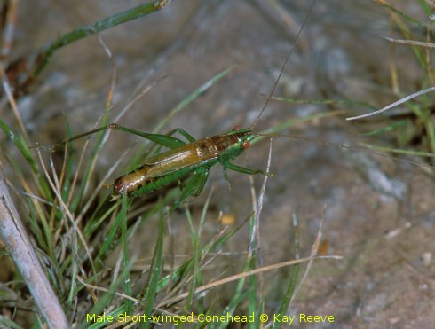 Short-winged Conehead