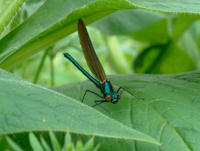 Beautiful Demoiselle, male 12/5/2004