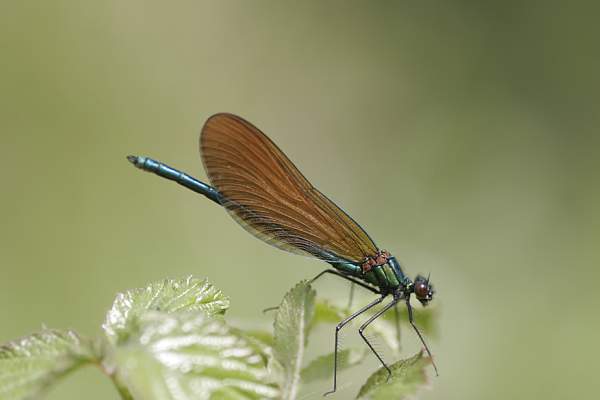 Beautiful Demoiselle