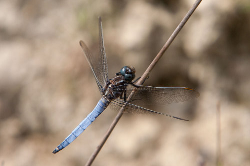 Warmington Keeled Skimmer